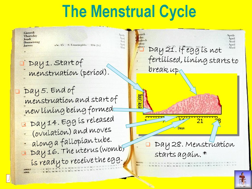 The Menstrual Cycle Day 1. Start of menstruation (period). Day 5. End of menstruation